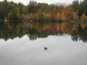 Lakehouse Vacation Rental - Lake Homes for rent on LakeHouseVacations.com, Lake property, Lake House Lake House A Lake Front Vacation Rental, 2 Br, Winchester, Nh, Mallard Duck enjoying a Fall day on the lake, on Forest Lake in New Hampshire - Lakehouse Vacation Rental - Lake Home for rent on LakeHouseVacations.com