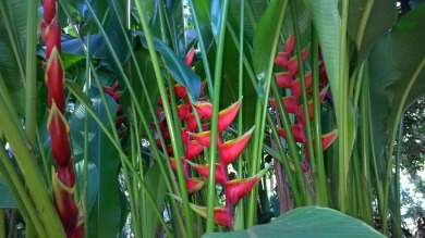 Lake House Cozy North Shore Charmer w Beautiful Ocean Views & Great Onsite Amenities , , on Kauai - Princeville in Hawaii - Lakehouse Vacation Rental - Lake Home for rent on LakeHouseVacations.com