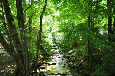 Lake House Weave Your Perfect Romantic Smoky Mountain Getaway!, , on West Prong Little Pigeon River - Gatlinburg in Tennessee - Lakehouse Vacation Rental - Lake Home for rent on LakeHouseVacations.com