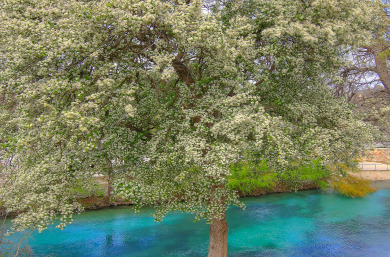 Lake House Comal Riverfront, direct access, across from Schlitterbahn, Ground floor!, , on Comal River - New Braunfels in Texas - Lakehouse Vacation Rental - Lake Home for rent on LakeHouseVacations.com