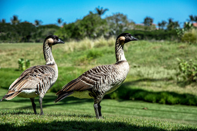 Lake House Fairway Villas Waikoloa A21 Includes Waikoloa Gold King Golf Club Membership, , on Big Island - Waikoloa in Hawaii - Lakehouse Vacation Rental - Lake Home for rent on LakeHouseVacations.com