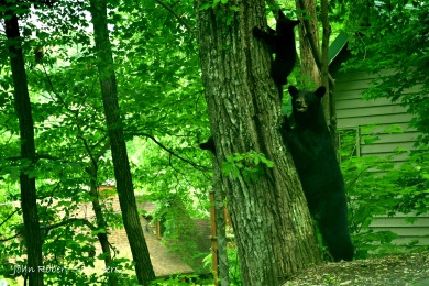 Lake House Wild Thing You'll Go Wild for This Smoky Mountain Cabin!, , on West Prong Little Pigeon River - Gatlinburg in Tennessee - Lakehouse Vacation Rental - Lake Home for rent on LakeHouseVacations.com