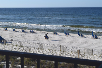 Lake House 310 Surf Dweller by Alicia Hollis Rentals Open Aug 3 FREE TICKETS! $300Day, , on Gulf of Mexico - Fort Walton in Florida - Lakehouse Vacation Rental - Lake Home for rent on LakeHouseVacations.com