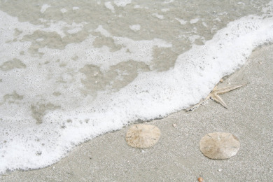 Lake House 47 S. Beach Ln 4 Bed, 5th Row Ocean, Easy Walk to the Beach & Pet Friendly!, , on Atlantic Ocean - Hilton Head Island in South Carolina - Lakehouse Vacation Rental - Lake Home for rent on LakeHouseVacations.com
