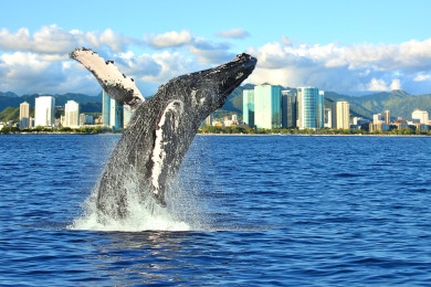 Lake House TOP of the WORLD w Diamond Head and Ocean Views!, , on Oahu - Honolulu in Hawaii - Lakehouse Vacation Rental - Lake Home for rent on LakeHouseVacations.com