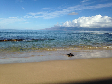 Lake House Tropical Ground floor! Corner! Just Steps to Pool and Ocean!120, , on Maui - Lahaina in Hawaii - Lakehouse Vacation Rental - Lake Home for rent on LakeHouseVacations.com