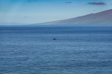 Lake House Oceanfront Maui Kai1BR1BAEnclosed LanaiPanoramic ViewsAC, , on Maui - Lahaina in Hawaii - Lakehouse Vacation Rental - Lake Home for rent on LakeHouseVacations.com