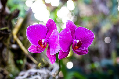 Lake House Relaxing Gardens - Peaceful Retreat wPanoramic Ocean Views, , on  in Hawaii - Lakehouse Vacation Rental - Lake Home for rent on LakeHouseVacations.com