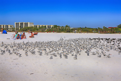 Lake House Siesta Key 2 Bed 2 Bath Gulf View 100 Steps to White Sand Beach, , on  in Florida - Lakehouse Vacation Rental - Lake Home for rent on LakeHouseVacations.com