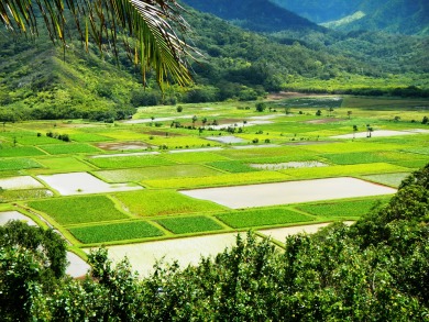 Lake House Hale Kailea, Beautiful Hanalei Home in the heart of Hanalei, , on  in Hawaii - Lakehouse Vacation Rental - Lake Home for rent on LakeHouseVacations.com