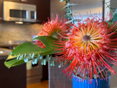 Lake House Luxury suite overlooking Waikiki skyline with Ocean View, FREE Parking!, , on  in Hawaii - Lakehouse Vacation Rental - Lake Home for rent on LakeHouseVacations.com