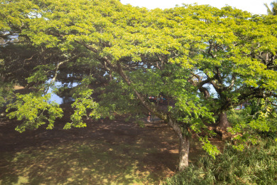Lake House Sea Turtle Suite - Steps from Carlsmith Beach!, , on  in Hawaii - Lakehouse Vacation Rental - Lake Home for rent on LakeHouseVacations.com