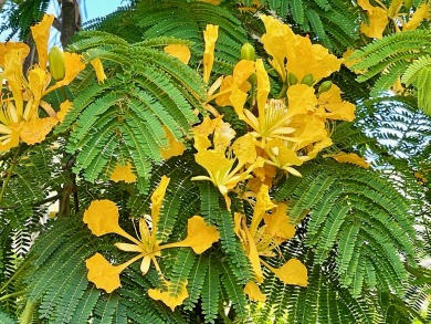 Lake House Barefoot Beach House at Richardson's Beach , , on  in Hawaii - Lakehouse Vacation Rental - Lake Home for rent on LakeHouseVacations.com