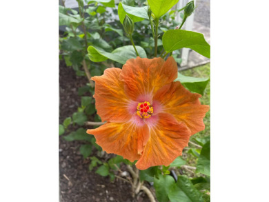 Lake House Barefoot Beach House at Richardson's Beach , , on  in Hawaii - Lakehouse Vacation Rental - Lake Home for rent on LakeHouseVacations.com