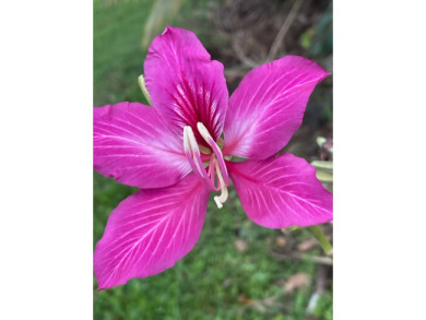 Lake House Barefoot Beach House at Richardson's Beach , , on  in Hawaii - Lakehouse Vacation Rental - Lake Home for rent on LakeHouseVacations.com