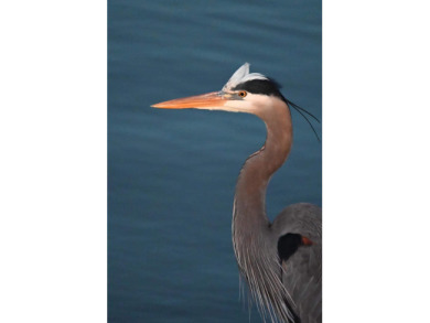 Lake House Legacy Tower II #707 , , on  in Mississippi - Lakehouse Vacation Rental - Lake Home for rent on LakeHouseVacations.com