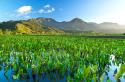 Hale Kailea, Beautiful Hanalei Home in the heart of Hanalei, on , Lake Home rental in Hawaii
